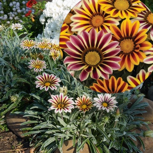 Gazania rigens 'Siesta® F1 Flame' mix - Särav gasaania 'Siesta® F1 Flame' mix P9/0,55L
